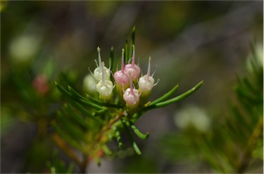 APII jpeg image of Homoranthus montanus  © contact APII