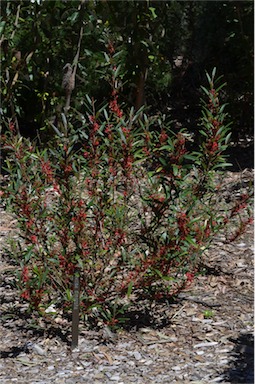 APII jpeg image of Grevillea dimorpha  © contact APII