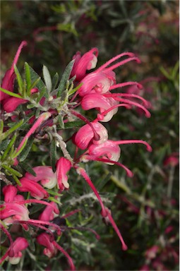 APII jpeg image of Grevillea lavandulacea  © contact APII