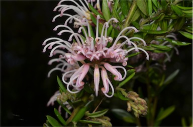 APII jpeg image of Grevillea sericea  © contact APII