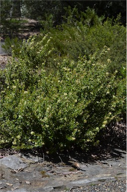 APII jpeg image of Grevillea trifida  © contact APII