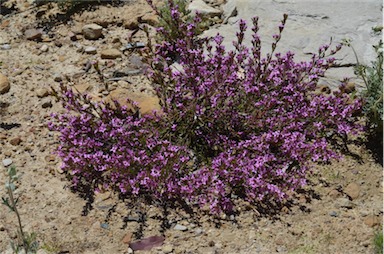 APII jpeg image of Boronia barkeriana subsp. angustifolia  © contact APII