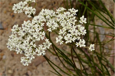 APII jpeg image of Conospermum longifolium var. angustifolium  © contact APII