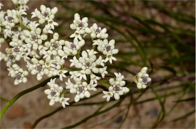 Conospermum longifolium