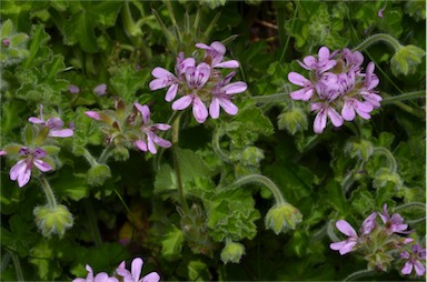 APII jpeg image of Pelargonium littorale  © contact APII