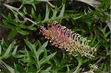 APII jpeg image of Grevillea willisii  © contact APII