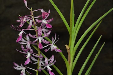 APII jpeg image of Dipodium ensifolium  © contact APII