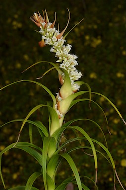 APII jpeg image of Dracophyllum oceanicum  © contact APII