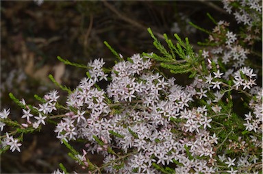 APII jpeg image of Calytrix tetragona  © contact APII