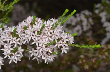 APII jpeg image of Calytrix tetragona  © contact APII