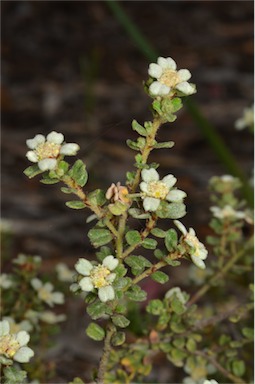 APII jpeg image of Spyridium bifidum-halmaturinum-coactifolium  © contact APII