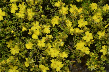 APII jpeg image of Hibbertia fasciculata  © contact APII