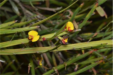 APII jpeg image of Bossiaea ensata  © contact APII