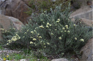 APII jpeg image of Kunzea muelleri  © contact APII