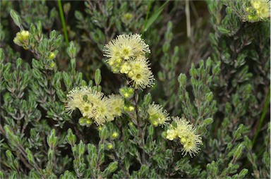 APII jpeg image of Kunzea muelleri  © contact APII