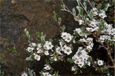 APII jpeg image of Leptospermum namadgiensis  © contact APII