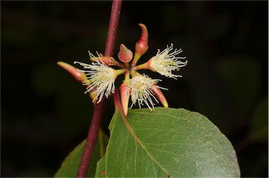 APII jpeg image of Eucalyptus infera  © contact APII