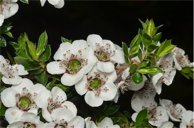 APII jpeg image of Leptospermum nitidum  © contact APII