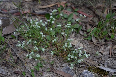 APII jpeg image of Poranthera microphylla  © contact APII