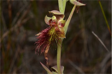 APII jpeg image of Calochilus paludosus  © contact APII