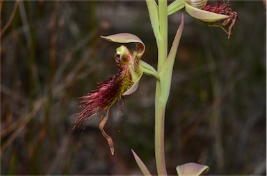 APII jpeg image of Calochilus paludosus  © contact APII