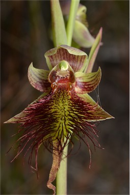 APII jpeg image of Calochilus paludosus  © contact APII