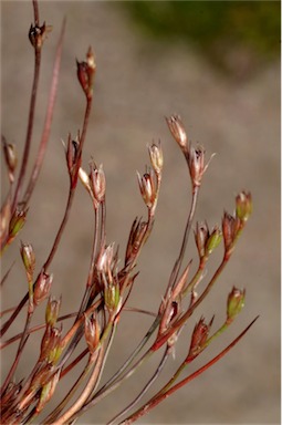 APII jpeg image of Juncus bufonius  © contact APII