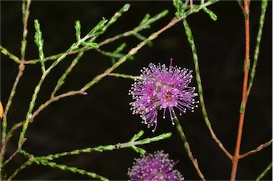 APII jpeg image of Kunzea opposita var. opposita  © contact APII