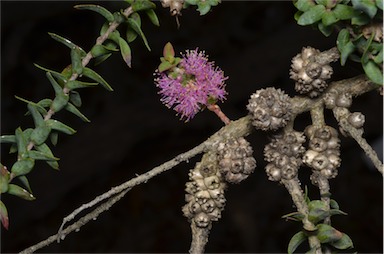 APII jpeg image of Melaleuca laxiflora  © contact APII