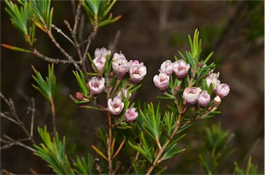 APII jpeg image of Chamelaucium floriferum 'Lady Jennifer'  © contact APII