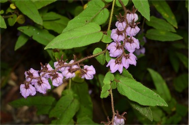 APII jpeg image of Thomasia paniculata  © contact APII