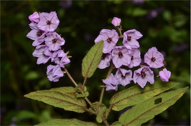 APII jpeg image of Thomasia paniculata  © contact APII