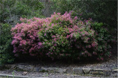 APII jpeg image of Callistemon salignus 'Great Balls of Fire'  © contact APII