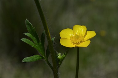 APII jpeg image of Ranunculus lappaceus  © contact APII