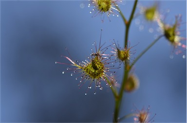 APII jpeg image of Drosera peltata  © contact APII