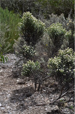 APII jpeg image of Ozothamnus ledifolius  © contact APII