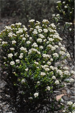 APII jpeg image of Ozothamnus ledifolius  © contact APII