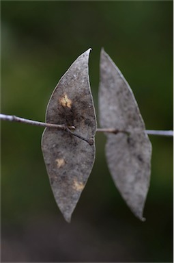 APII jpeg image of Eucalyptus risdonii  © contact APII