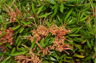 APII jpeg image of Grevillea 'Apricot Tingle'  © contact APII