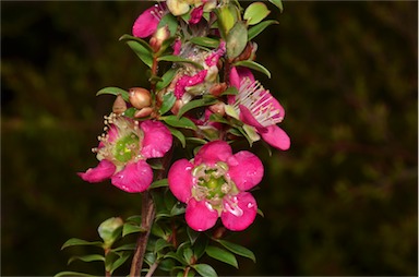 APII jpeg image of Leptospermum 'Lipstick'  © contact APII