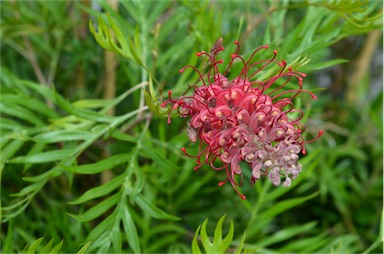 APII jpeg image of Grevillea 'Robyn Gordon'  © contact APII