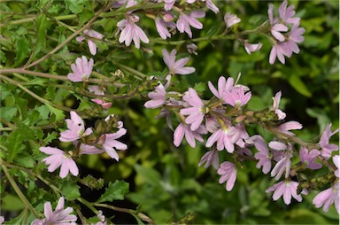 APII jpeg image of Scaevola 'Pink Ribbon'  © contact APII