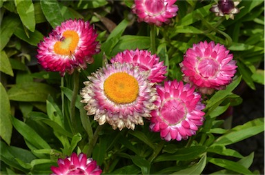 APII jpeg image of Xerochrysum bracteatum 'Simply Beautiful'  © contact APII