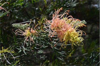 APII jpeg image of Grevillea 'Peaches and Cream'  © contact APII