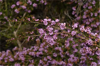 APII jpeg image of Thryptomene denticulata  © contact APII