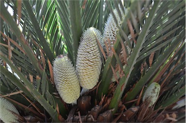 APII jpeg image of Macrozamia moorei  © contact APII