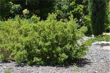 APII jpeg image of Grevillea masonii  © contact APII