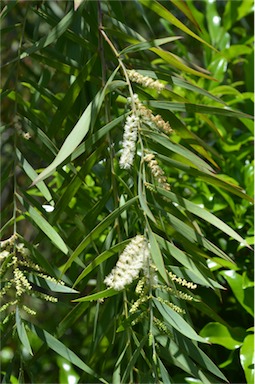 APII jpeg image of Acacia courtii  © contact APII