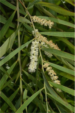 APII jpeg image of Acacia courtii  © contact APII