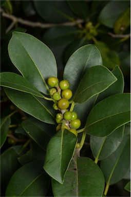 APII jpeg image of Ficus obliqua var. obliqua  © contact APII